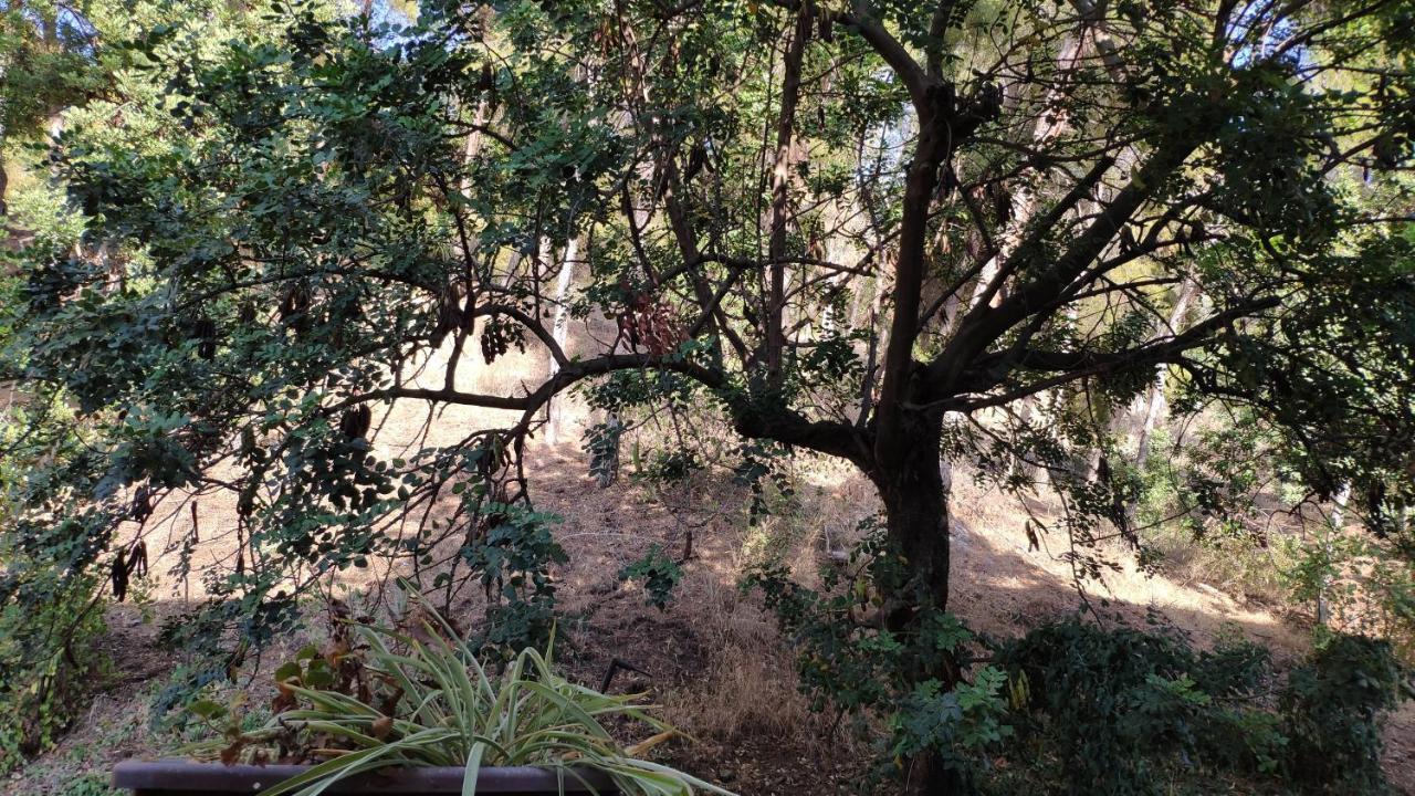 מאלגה Fabulosa Casa Del Arbol מראה חיצוני תמונה